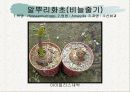 화훼식물의 학명 및 분류 79페이지