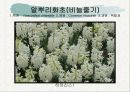화훼식물의 학명 및 분류 86페이지