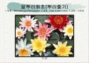 화훼식물의 학명 및 분류 88페이지