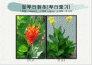 화훼식물의 학명 및 분류 90페이지