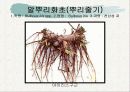 화훼식물의 학명 및 분류 93페이지
