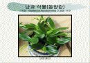 화훼식물의 학명 및 분류 99페이지