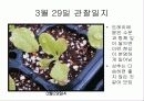 육묘관찰일지 13페이지