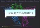Human Growth Hormone 2페이지