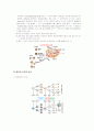 체세포,감수분열의 차이와 멘델의 유전학과 그 이후의 유전학에 대해서 적고 사람 염색체의 구조에 관하여 ... 14페이지