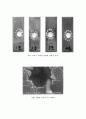 화학야금 실험 보고서 [틈부식(crevice corrosion) 공식(孔蝕, pitting)] 6페이지