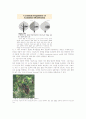 cytokinin 4페이지