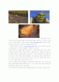 영화 슈렉에 대한 영화 감상문(영화촬영기법을 중심으로) 10페이지