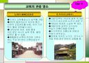 일본관광지 ppt 14페이지