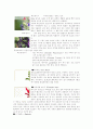 허브의 종류와 이용-상수 허브랜드를 다녀와서 6페이지