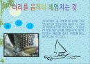 연못에 사는 동물(생물) 19페이지