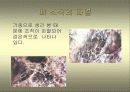 담배와 건강 18페이지