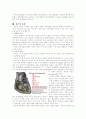 [논문] 심장의 해부생리 4페이지