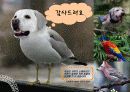 유전자 변형 식품 (GMO)의 정의와 실태, 그리고 향후 대안 35페이지