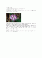 한라산의 고도에 따른 식물 분포 11페이지