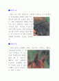동물 말에관한 상세 자료 5페이지