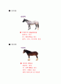 동물 말에관한 상세 자료 8페이지