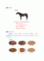 동물 말에관한 상세 자료 9페이지