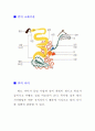 동물 말에관한 상세 자료 10페이지