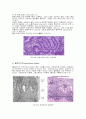  자궁내막 및 기타 생식기의 주기적 변화 3페이지