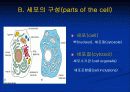 what is a cell (파워포인트 발표용) 4페이지