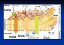 what is a cell (파워포인트 발표용) 7페이지