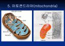 what is a cell (파워포인트 발표용) 14페이지