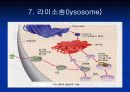 what is a cell (파워포인트 발표용) 16페이지