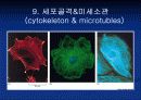 what is a cell (파워포인트 발표용) 18페이지