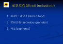 what is a cell (파워포인트 발표용) 20페이지