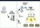 what is a cell (파워포인트 발표용) 24페이지