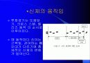 육상경기중 투창경기의 해부학적 분석 4페이지