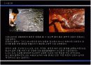  문학과 환경의 연관성(김광섭著 성북동 비둘기) 17페이지