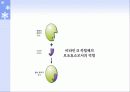 식품의 특수성분 17페이지