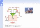 식품의 특수성분 20페이지