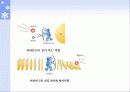 식품의 특수성분 26페이지