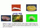 농산식품과 건강 18페이지