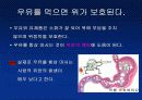 우유에 관한 발표자료 19페이지