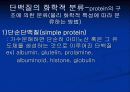 단백질[protein]과 아미노산[amino acid] 4페이지