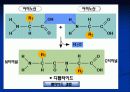 단백질[protein]과 아미노산[amino acid] 8페이지