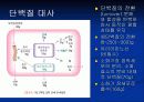 단백질[protein]과 아미노산[amino acid] 17페이지