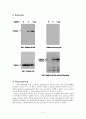  웨스턴블롯팅 (Western blotting) 3페이지