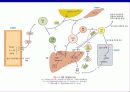 Lipids(지질)에 관한 조사자료  32페이지