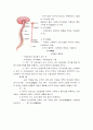 뇌의 구성(중추신경계와 말초신경계) 2페이지