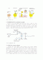 면역학-보체(complement), 과민반응, MHC와 조직이식 5페이지