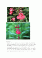 식물도감조사 5페이지