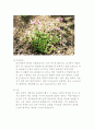 식물도감조사 17페이지