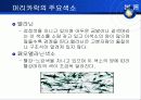 염료(머리염색) 6페이지