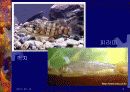 청계천 재자연화(복원)을 둘러싼 갈등과 쟁점 14페이지