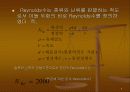레이놀즈 실험 4페이지